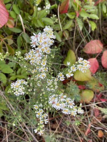 White Heath Aster (Symphyotrichum ericoides) in October on Choate Island in northeast Massachusetts