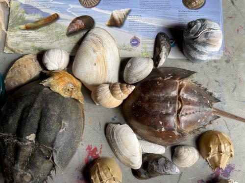 shellfish exhibit in October at Choate Island in northeast Massachusetts