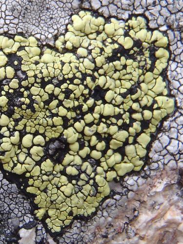 Yellow Map Lichen (Rhizocarpon geographicum)