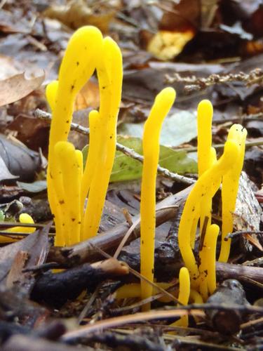 (Ramariopsis laeticolor) mushroom