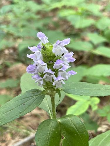 Heal-all (Prunella vulgaris) in July on the Cider Mill Pond trail at Westford in northeast MA
