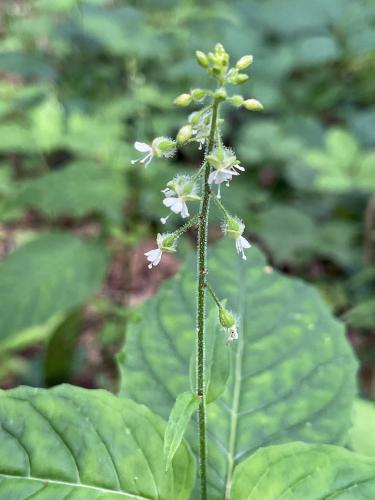 Broadleaf Enchanter's Nightshade (Circaea lutetiana) in July on the Cider Mill Pond trail at Westford in northeast MA