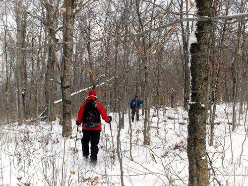 John and Fred head through mostly open woods on a hike to Mount Cilley in New Hampshire