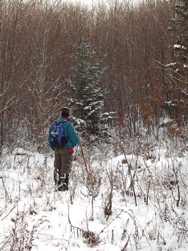 John in December contemplating where to enter the woods on our bushwhack to Mount Cilley in New Hampshire