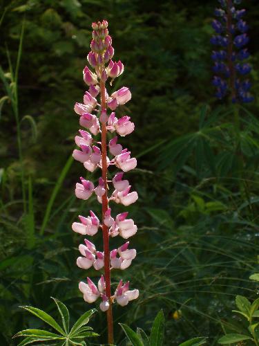 Garden Lupine (Lupinus polyphyllus) blooming in June beside the trail to Mount Clay in New Hampshire