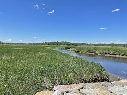 marsh in June beside the Marsh Trail near the Clipper City Trail at Newburyport in northeast Massachusetts