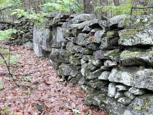 stone wall in June at Clyde Pond Trails near Windham in southern NH