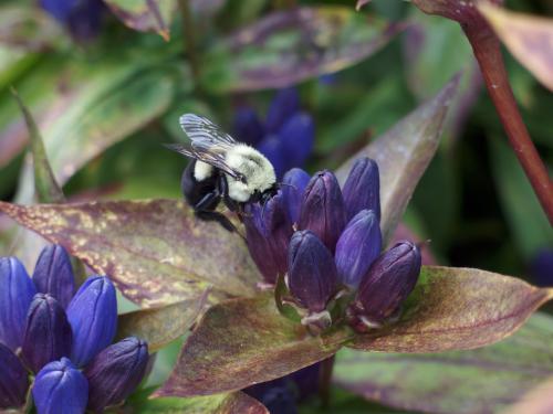 a bee opens the petals of Bottle Gentian (Gentiana clausa) in September at Coastal Maine Botanical Gardens
