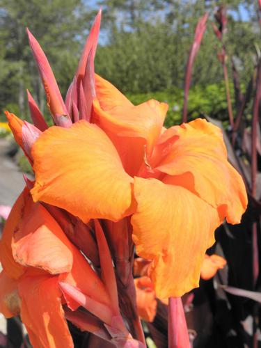 Tropicanna Lily (Canna 'Phasion') flower