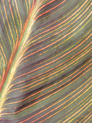 Tropicanna Lily (Canna 'Phasion') leaf