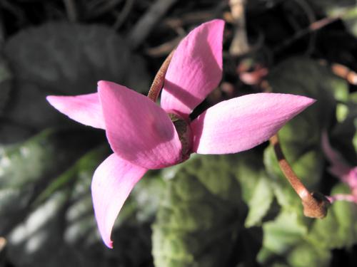Hardy Cyclamen (Cyclamen purpurascens)