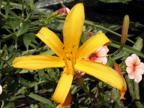 Daylily (Hemerocallis forrestii)