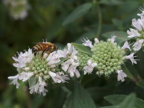 Hairy Mountain-mint (Pycnanthemum pilosum) and bee in September at Coastal Maine Botanical Gardens