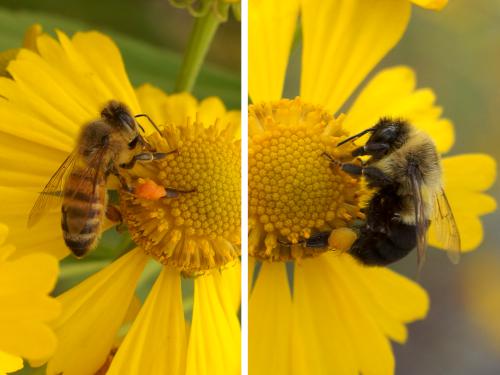 two different species of bees collecting nectar in September at Coastal Maine Botanical Gardens