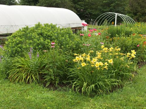 garden in July at Cobb Hill in Vermont