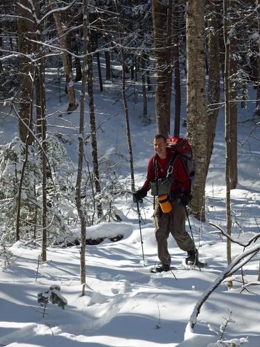 Dave heads up through the woods on a bushwhack to Cobble Hill in northwestern New Hampshire