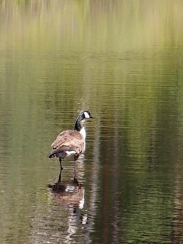 goose on the pond at Cochran Sanctuary in northeastern Massachusetts