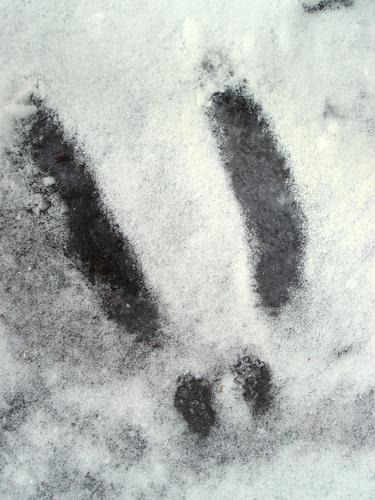 rabbit tracks in the snow on the trail to Coit Mountain in New Hampshire