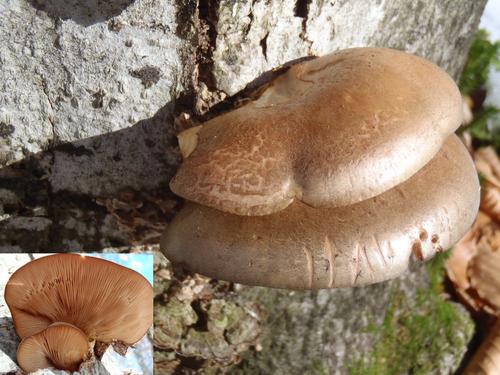 Late Fall Oyster mushroom (Panellus serotinus)