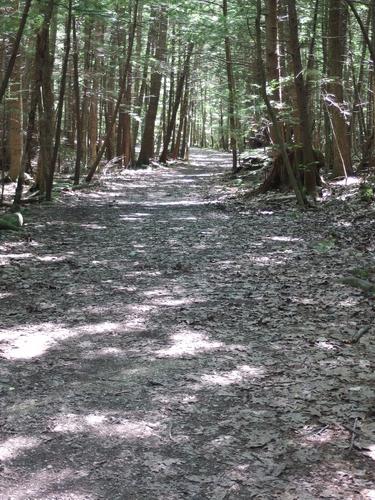 trail at College Woods in southeastern New Hampshire
