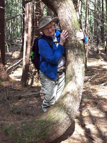 Andee with a curvy tree at Converse Meadow near Rindge in southern New Hampshire
