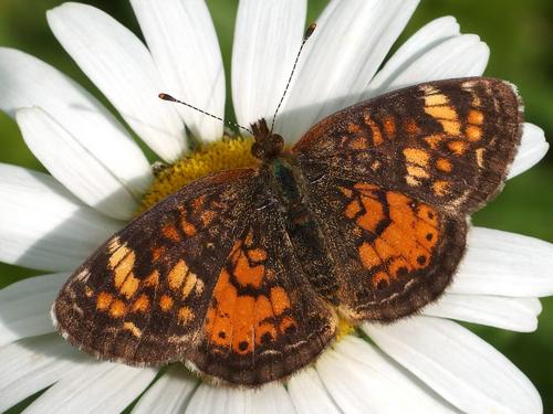 a Pearl Crescent butterfly adorns an Oxeye Daisy on Cooley Hill in western New Hampshire