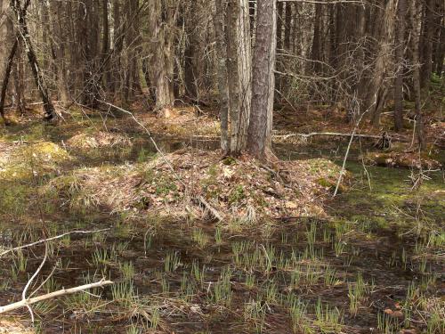 swampy area at Cooper Cedar Woods near New Durham in southern New Hampshire