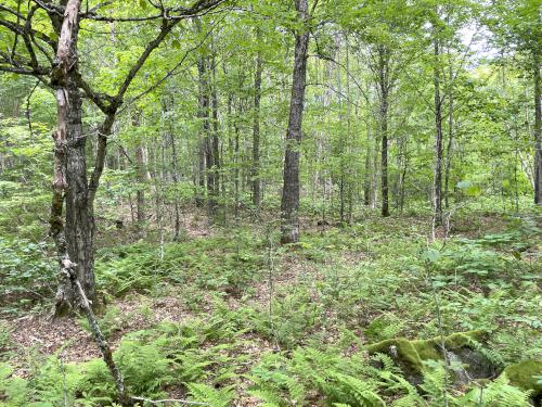 woods in June at Corkscrew Hill in northern New Hampshire