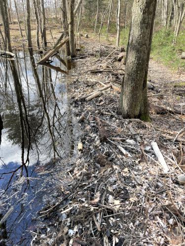 beaver dam in April at Cormier Woods in eastern Massachusetts
