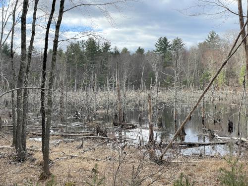 swamp in April on Still Corner Brook at Cormier Woods in eastern Massachusetts