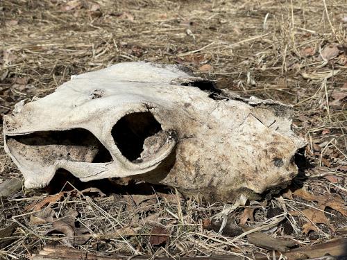 skull in March at Corser Hill in southern New Hampshire