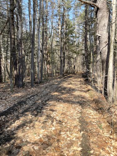 woods in March at Corser Hill in southern New Hampshire
