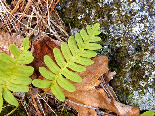 Little Gray Polypody fern (Polypodium polypodioides) in May on Cotton Mountain in New Hampshire