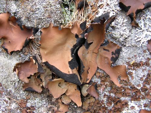 Smooth Rock Tripe lichen