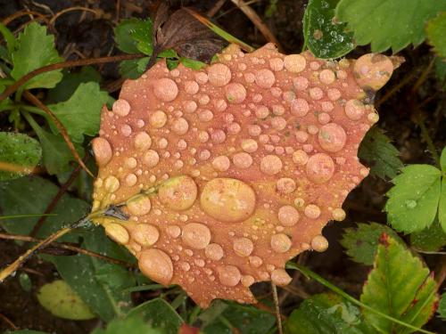 artistic Aspen leaf on a rainy day in August at Cottrell Forest near Hillsboro in southern New Hampshire