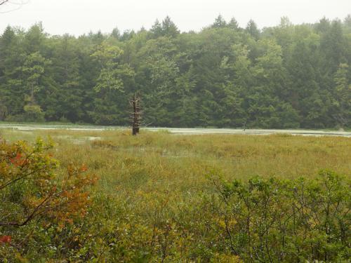 dead-tree pair in August standing out in the marsh at Cottrell Forest near Hillsboro in southern New Hampshire