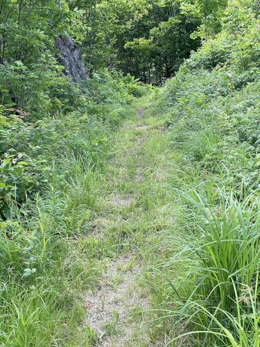 grassy trail in June at Covell Mountain in northern New Hampshire