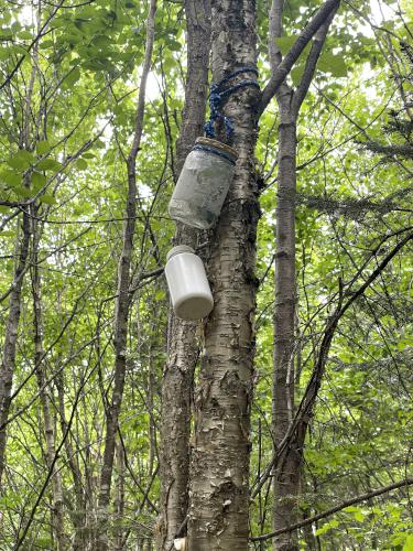 hiker-register canisters in June at Covell Mountain in northern New Hampshire