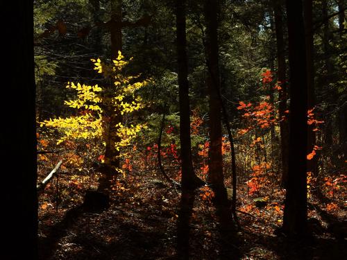 seemingly on-fire woods with late fall color and sun backlighting near Cranberry Meadow Pond in southern New Hampshire