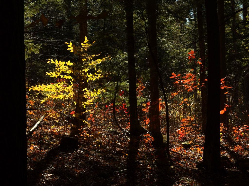 seemingly on-fire woods with late fall color and sun backlighting near Cranberry Meadow Pond in southern New Hampshire