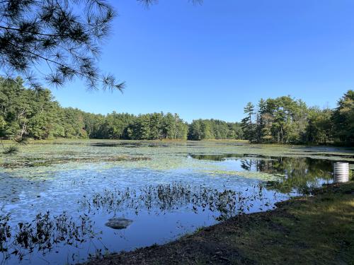 pond in September at Cranberry Bog near Carlisle in northeast MA