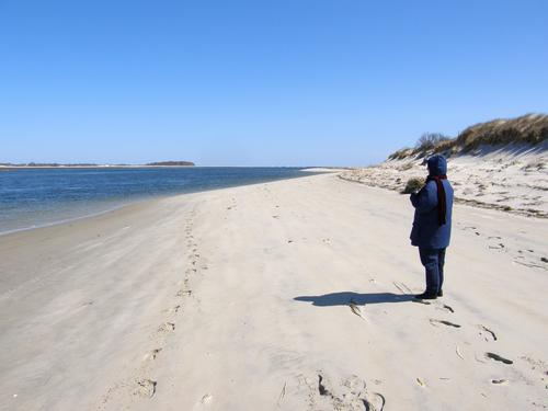 Betty Lou enjoys a solo walk at Crane Beach in March in Massachusetts