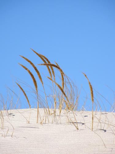 dune grass in March at Crane Beach in Massachusetts