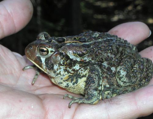 Tom holds an American Toad (Bufo americanus) on a hike to Crocker Mountain in Maine