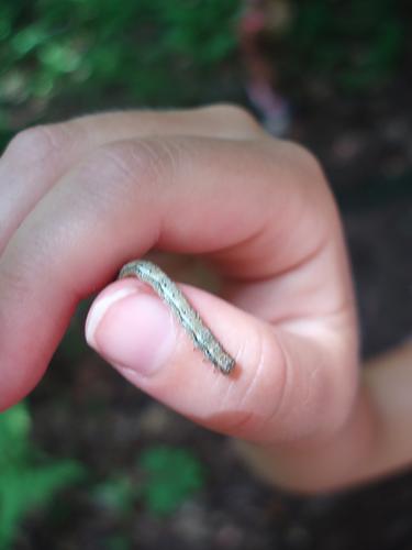 hikers find an inchworm on Crotched Mountain in New Hampshire