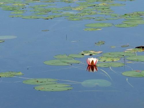 water lily at Crystal Conservation Areas in northeastern Massachusetts