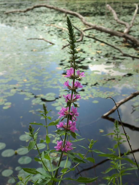 Purple Loosestrife (Lythrum salicaria) in July at Crystal Point Conservation Area at Haverhill in northeastern Massachusetts