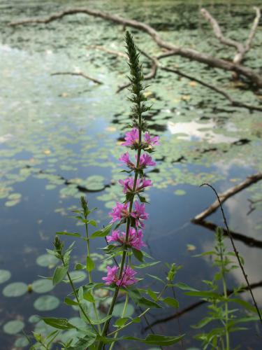 Purple Loosestrife (Lythrum salicaria) in July at Crystal Point Conservation Area at Haverhill in northeastern Massachusetts