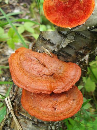 Cinnabar Red Polypore (Pycnoporus cinnabarinus)