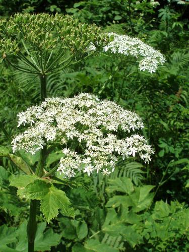Cow Parsnip (Heracleum maximum) growing in July on Northwest Crystal Mountain in New Hampshire